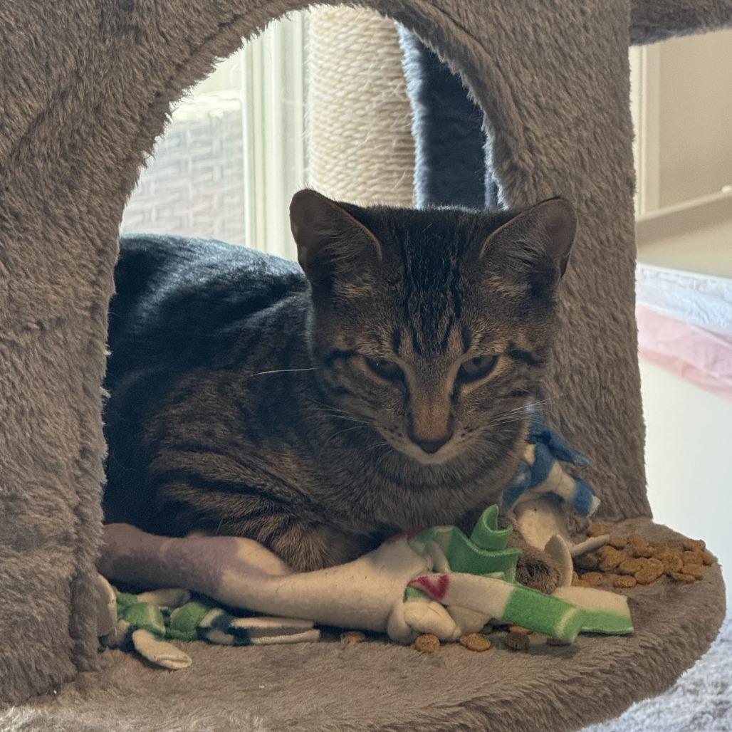 Enlarge Mr. Potato Head, a Adoptable Domestic Short Hair in Delaware, OH image 3/4