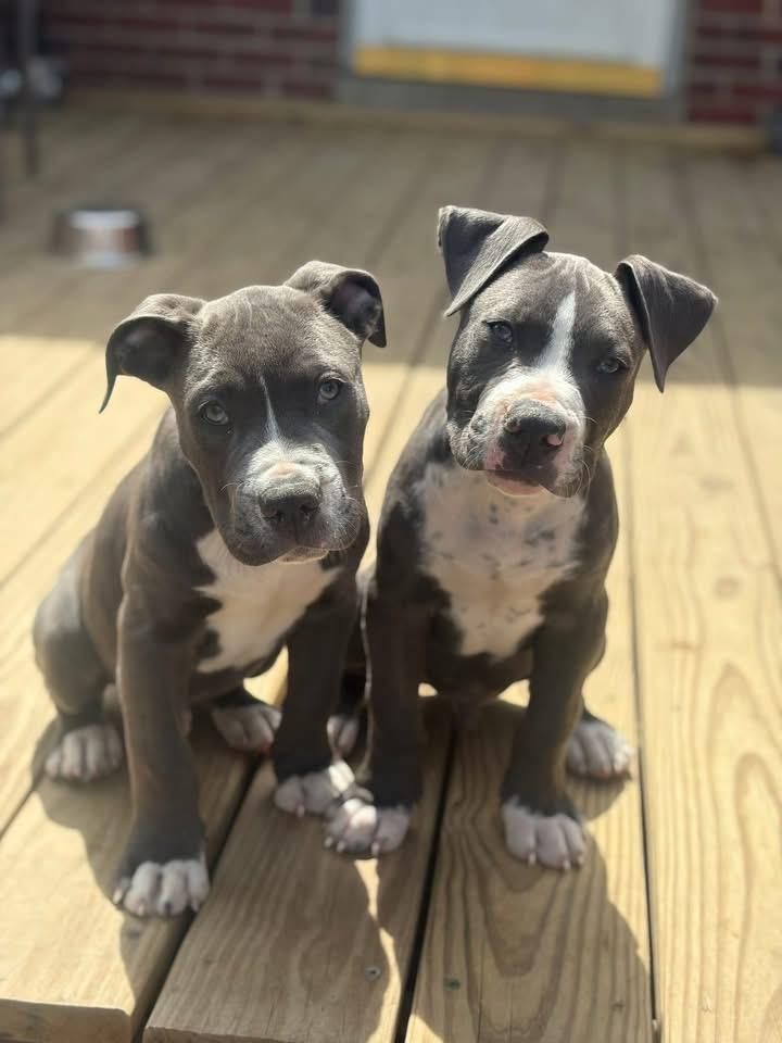 Enlarge Day Tripper, a ADOPTABLE Pit Bull Terrier in Richmond, VA image 3/6