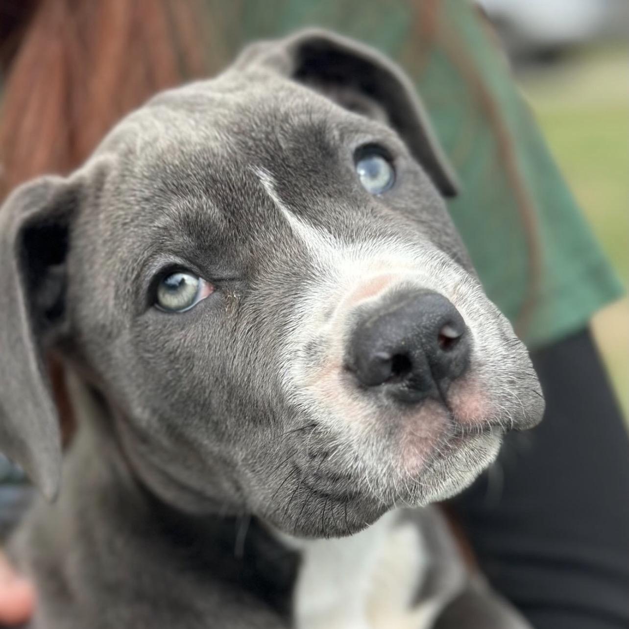 Enlarge Day Tripper, a ADOPTABLE Pit Bull Terrier in Richmond, VA image 4/6