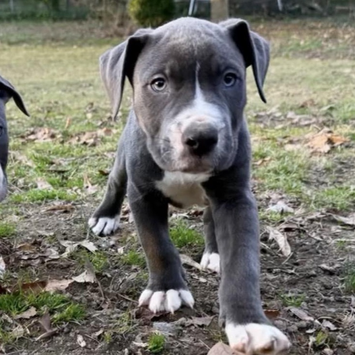 Enlarge Day Tripper, a ADOPTABLE Pit Bull Terrier in Richmond, VA image 5/6