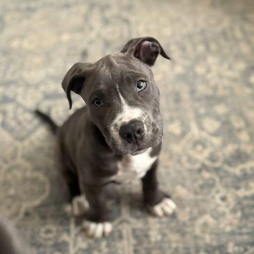 Day Tripper, ADOPTABLE, Puppy Male Pit Bull Terrier.