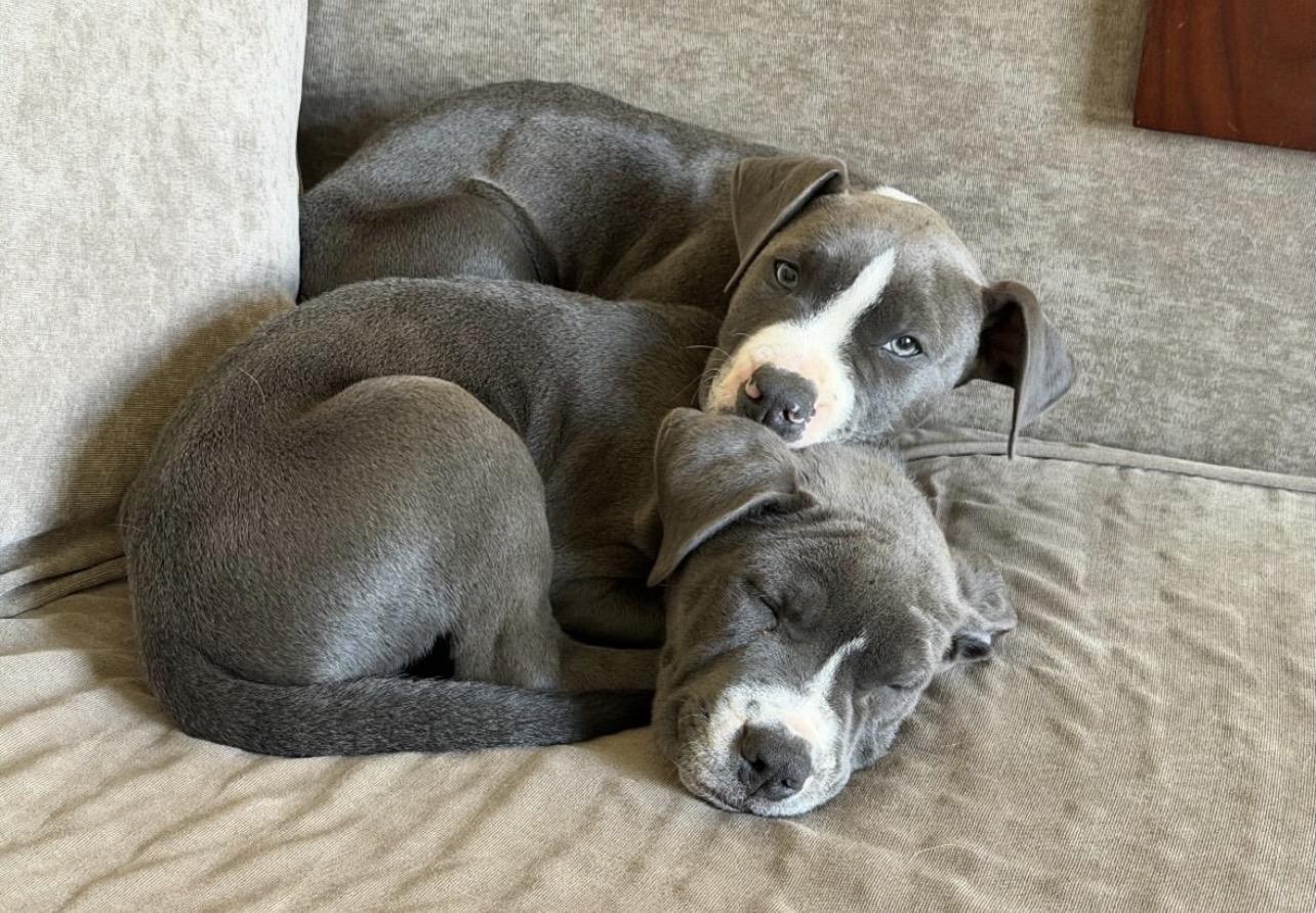 Enlarge Day Tripper, a ADOPTABLE Pit Bull Terrier in Richmond, VA image 6/6