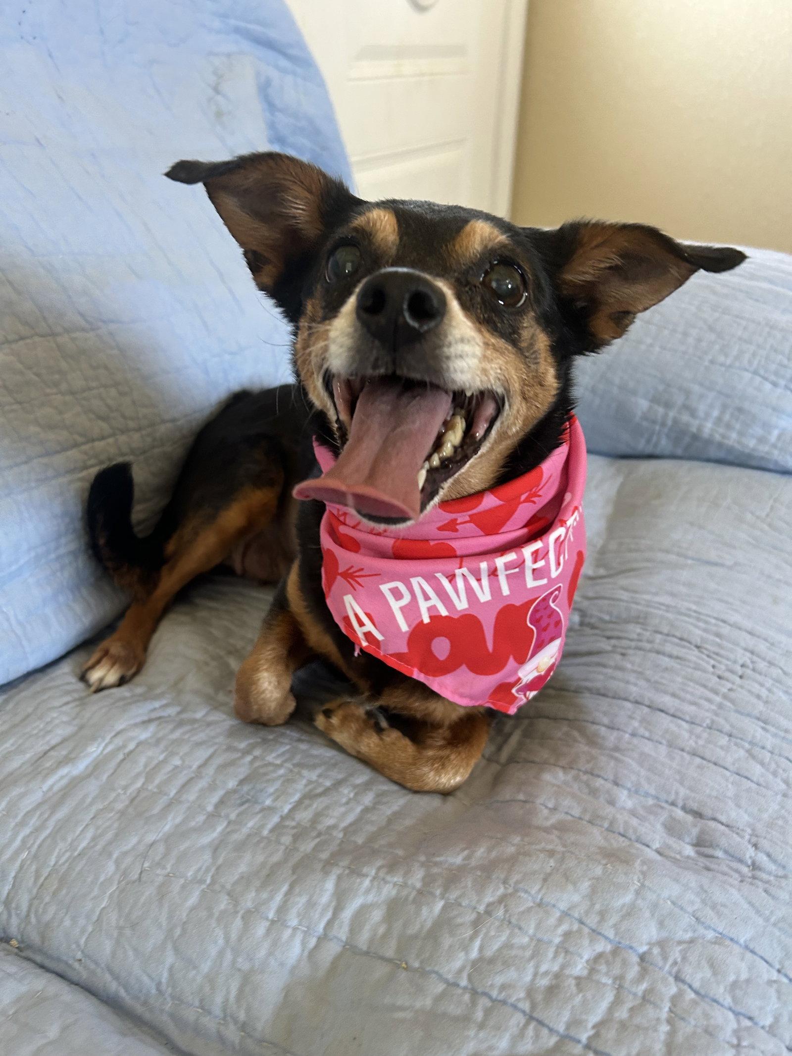 Angel, Adoptable, Adult Female Chihuahua.
