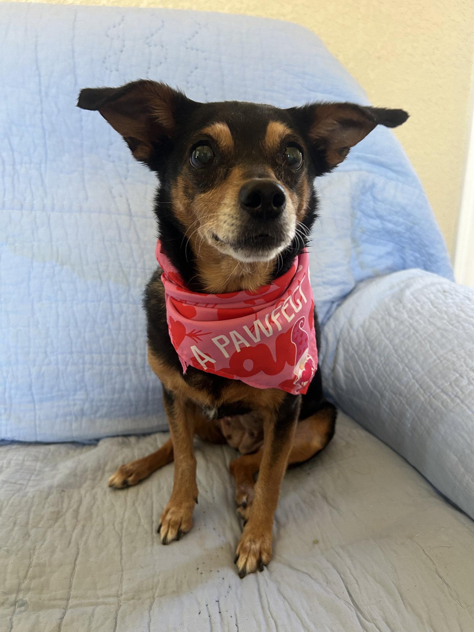 Enlarge Angel, a Adoptable Chihuahua in Pipe Creek, TX image 2/3