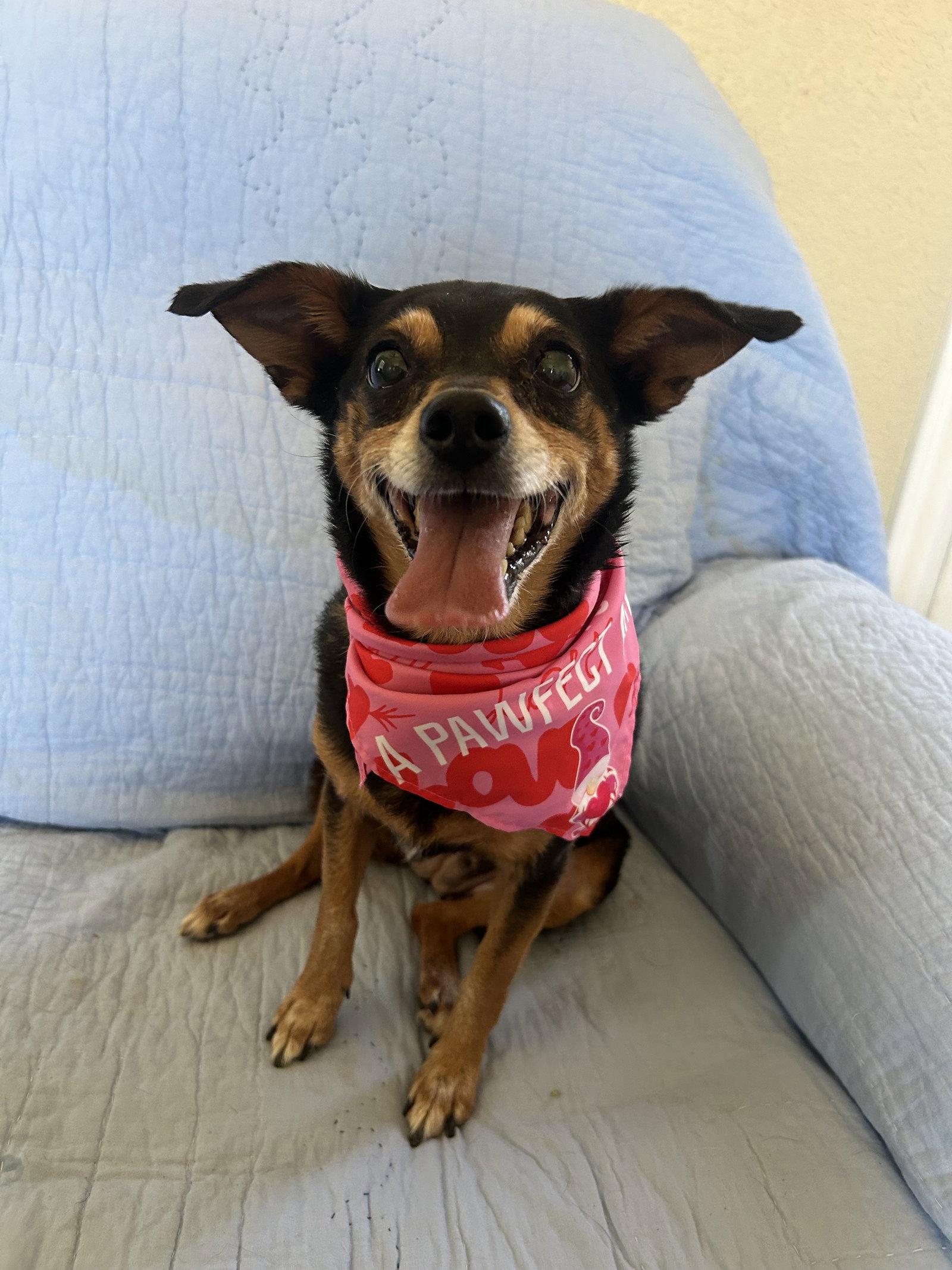 Enlarge Angel, a Adoptable Chihuahua in Pipe Creek, TX image 3/3