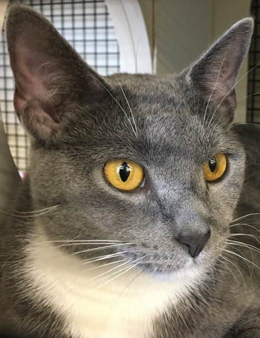 Lydia, a Adoptable Domestic Short Hair in Powell, OH image 1/4