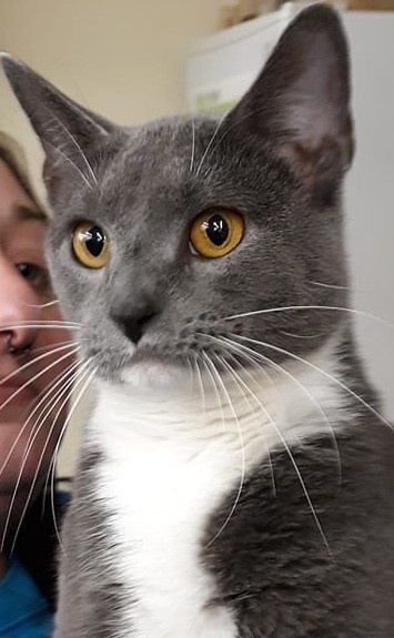 Lydia, a Adoptable Domestic Short Hair in Powell, OH image 2/4