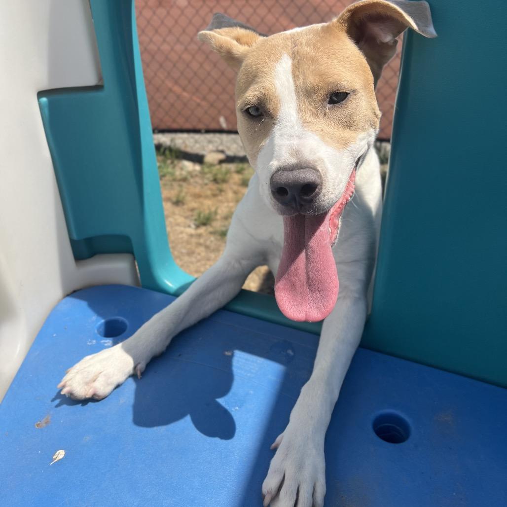 Augusta (Gus), Adoptable, Adult Female Mixed Breed.