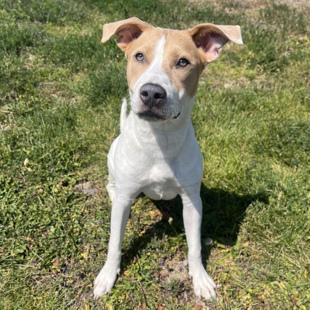 Augusta (Gus), a Adoptable Mixed Breed in Spokane, WA image 2/6