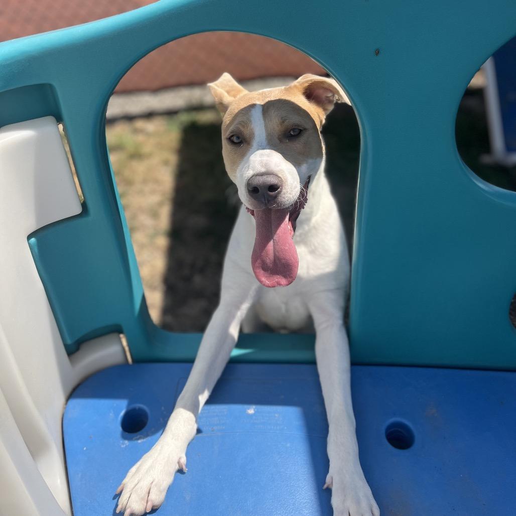 Augusta (Gus), a Adoptable Mixed Breed in Spokane, WA image 3/6