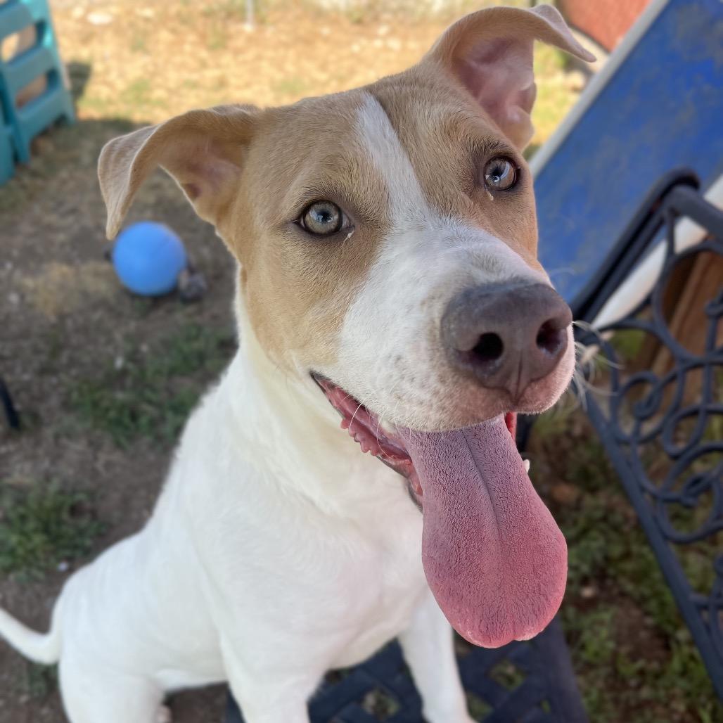 Augusta (Gus), a Adoptable Mixed Breed in Spokane, WA image 4/6