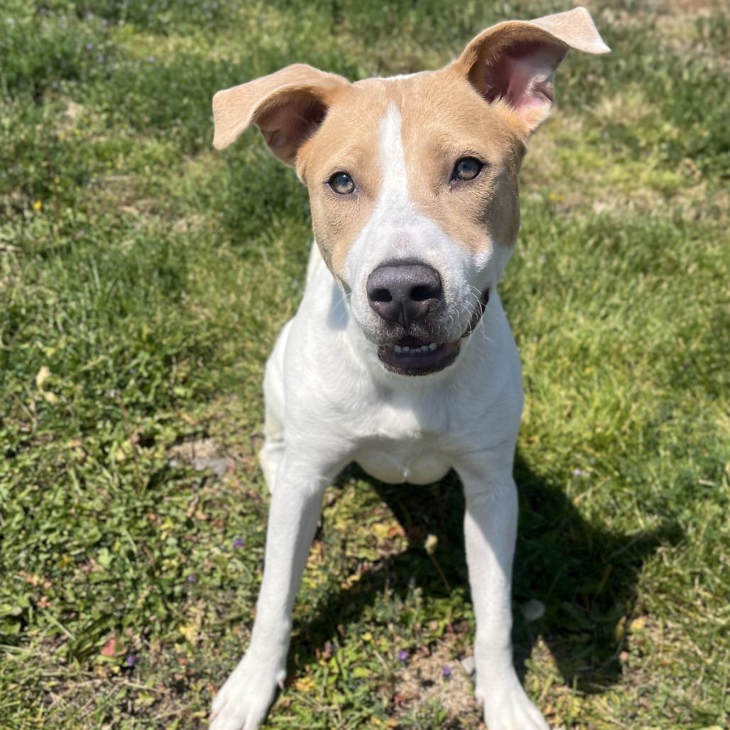 Augusta (Gus), a Adoptable Mixed Breed in Spokane, WA image 5/6
