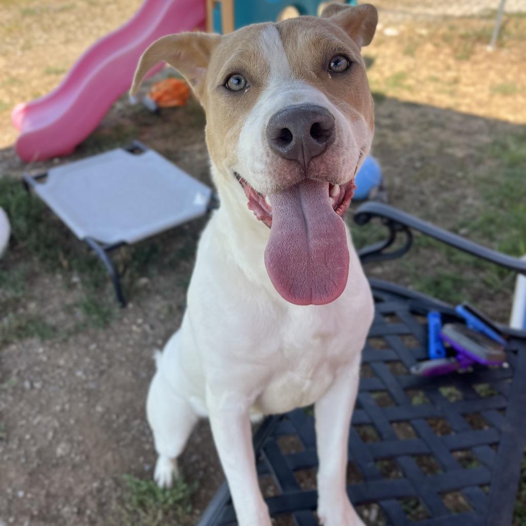 Augusta (Gus), a Adoptable Mixed Breed in Spokane, WA image 6/6