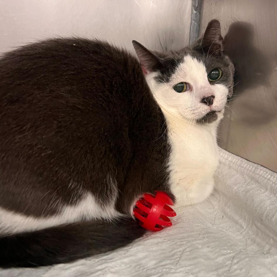 Mama Cat, Adoptable, Adult Female Domestic Short Hair.