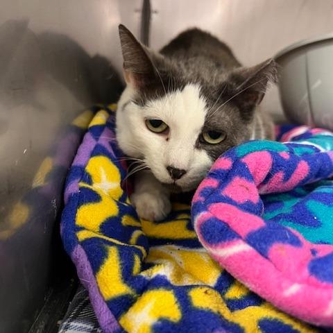 Enlarge Mama Cat, a Adoptable Domestic Short Hair in Oceanside, NY image 2/3