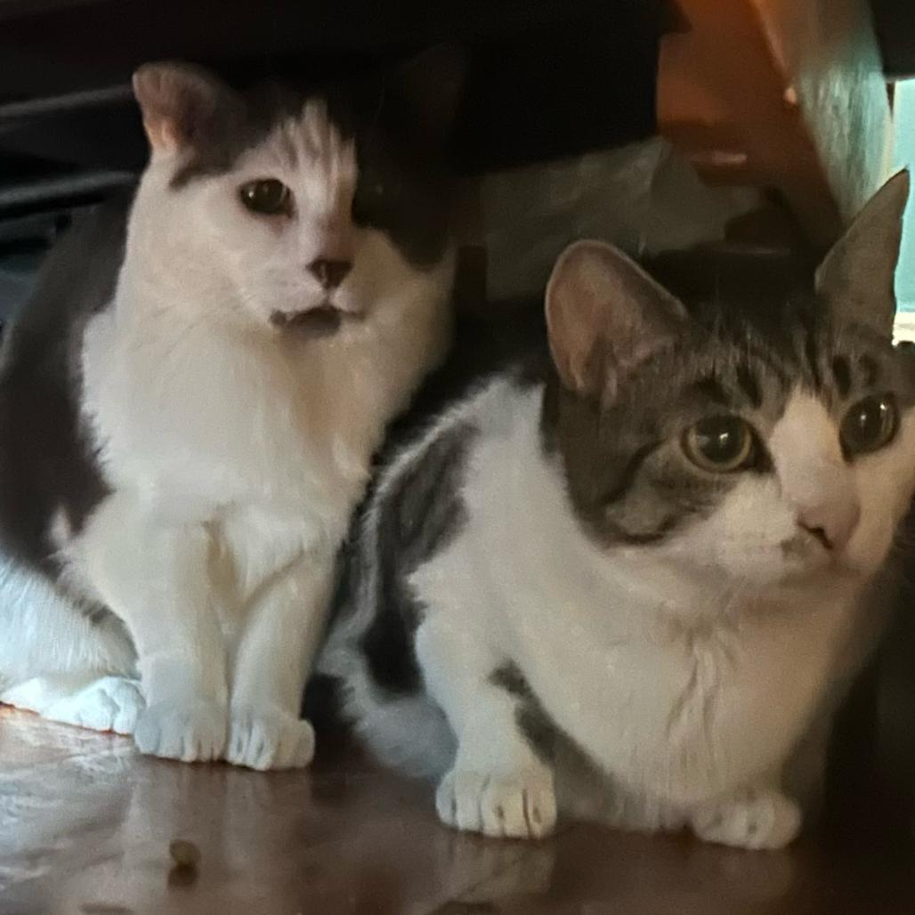 Enlarge Mama Cat, a Adoptable Domestic Short Hair in Oceanside, NY image 3/3