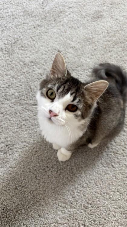 Enlarge Turn Up, a Adoptable mixed breed in Ann Arbor, MI image 1/3