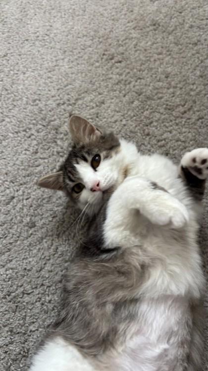 Turn Up, Adoptable, Kitten Female Domestic Medium Hair & Domestic Short Hair.