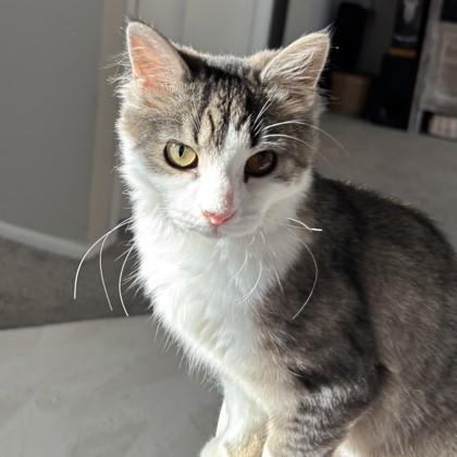 Enlarge Turn Up, a Adoptable mixed breed in Ann Arbor, MI image 3/3