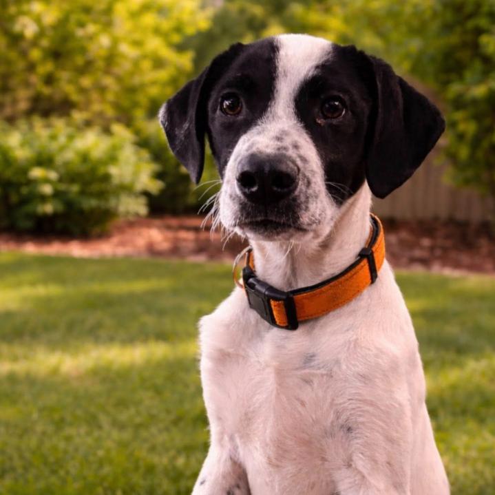 Enlarge Dax, a Adoptable mixed breed in Baton Rouge, LA image 1/6