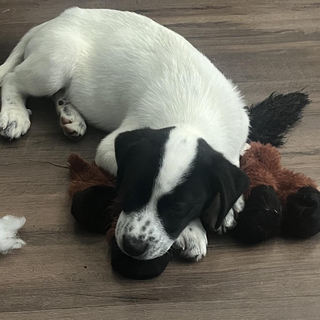 Dax, a Adoptable mixed breed in Baton Rouge, LA image 1/4