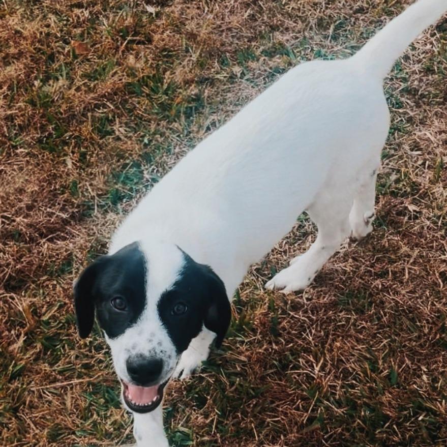 Enlarge Dax, a Adoptable mixed breed in Baton Rouge, LA image 2/6