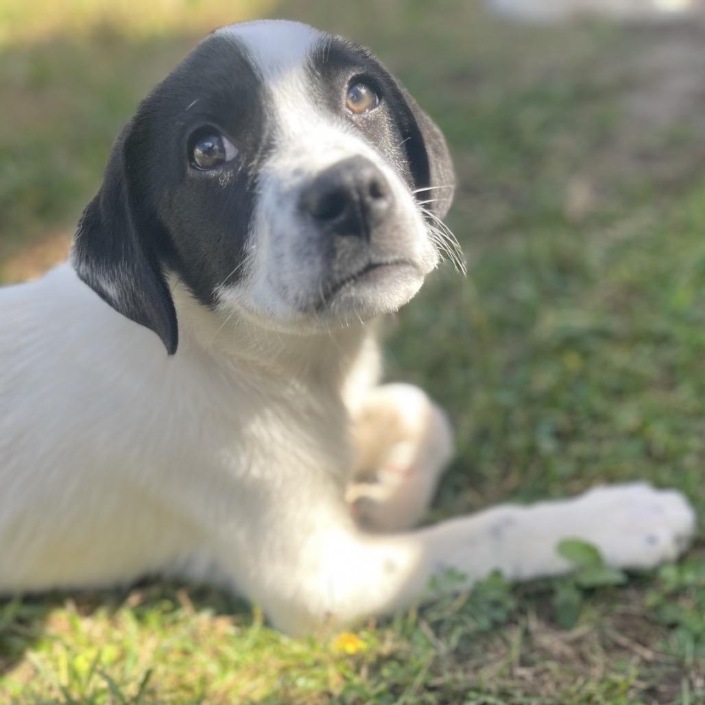 Dax, a Adoptable mixed breed in Baton Rouge, LA image 2/4