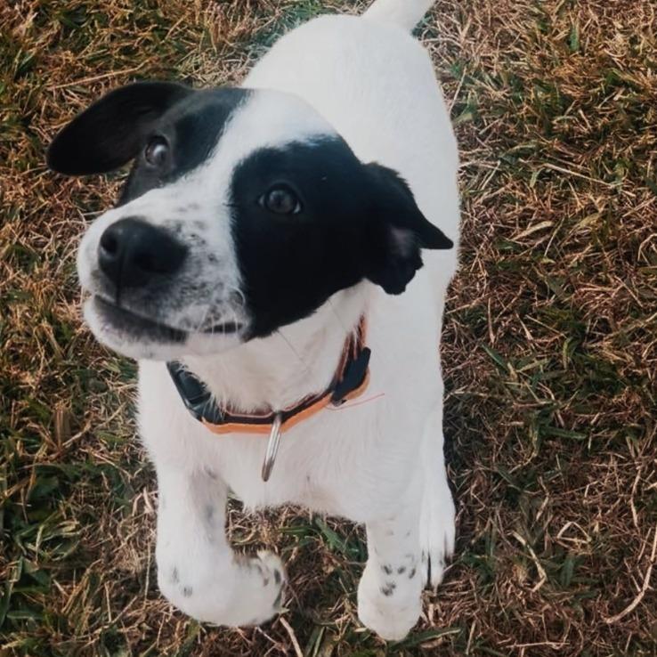 Enlarge Dax, a Adoptable mixed breed in Baton Rouge, LA image 4/6
