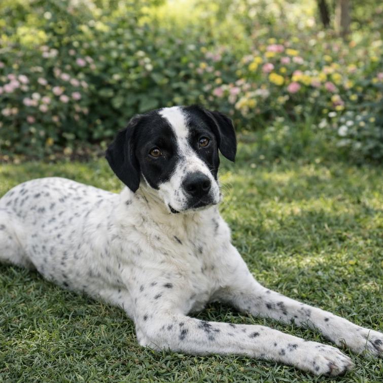 Enlarge Dax, a Adoptable mixed breed in Baton Rouge, LA image 5/6