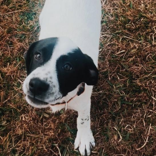 Enlarge Dax, a Adoptable mixed breed in Baton Rouge, LA image 5/6