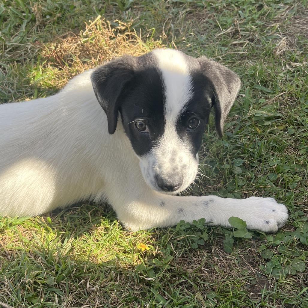 Dax, a Adoptable mixed breed in Baton Rouge, LA image 3/4