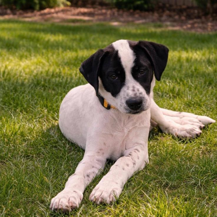 Enlarge Dax, a Adoptable mixed breed in Baton Rouge, LA image 6/6