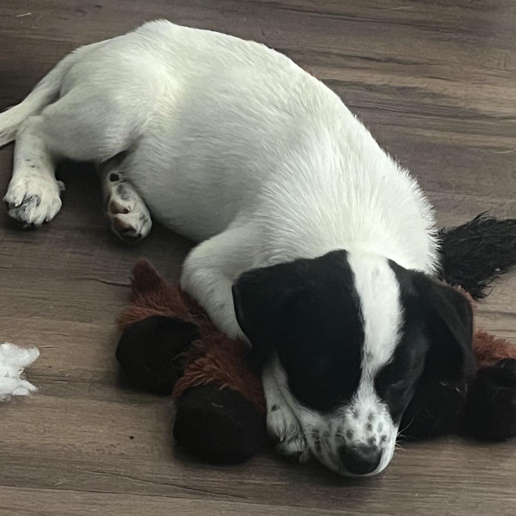 Dax, a Adoptable mixed breed in Baton Rouge, LA image 4/4