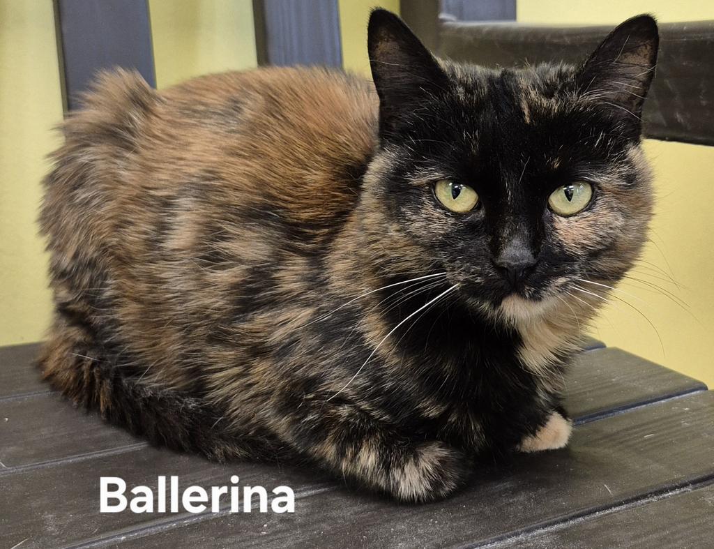 Enlarge Ballerina, a Adoptable mixed breed in Kendallville, IN image 1/1