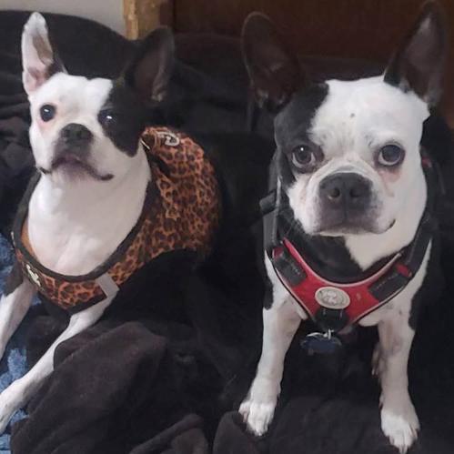 ASTRO, Adoptable, Adult Male Boston Terrier.