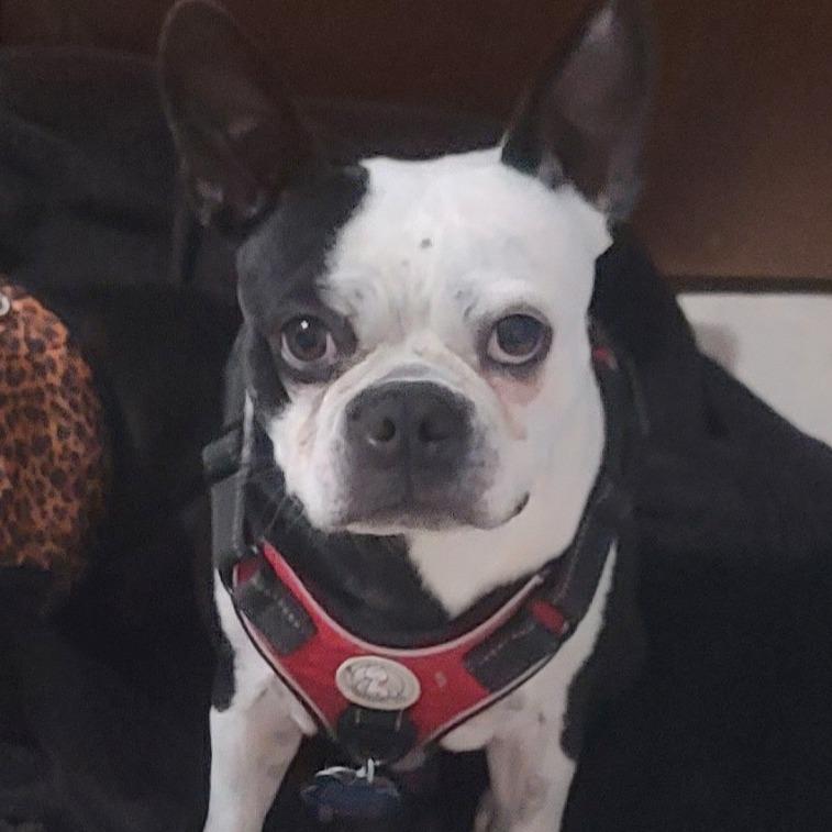 Enlarge ASTRO, a Adoptable Boston Terrier in Decatur, AL image 2/4