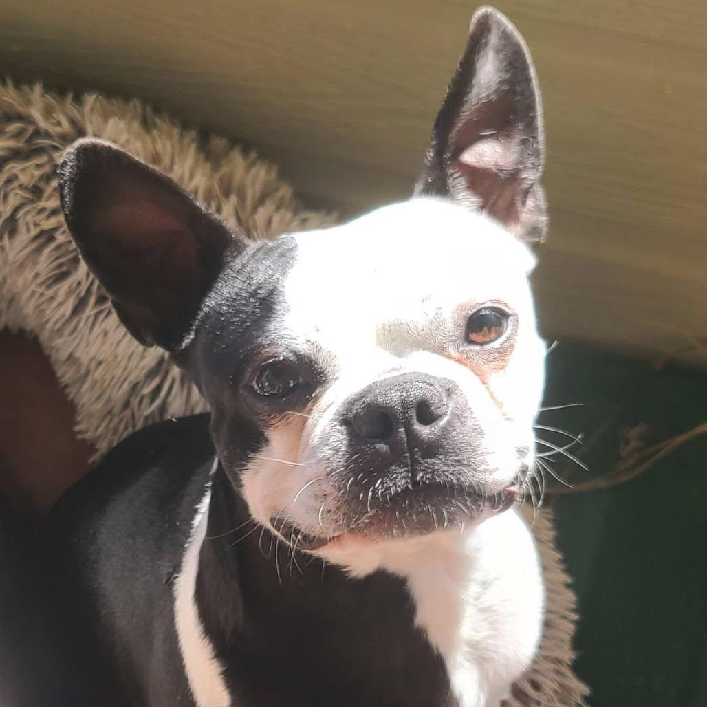 Enlarge ASTRO, a Adoptable Boston Terrier in Decatur, AL image 4/4