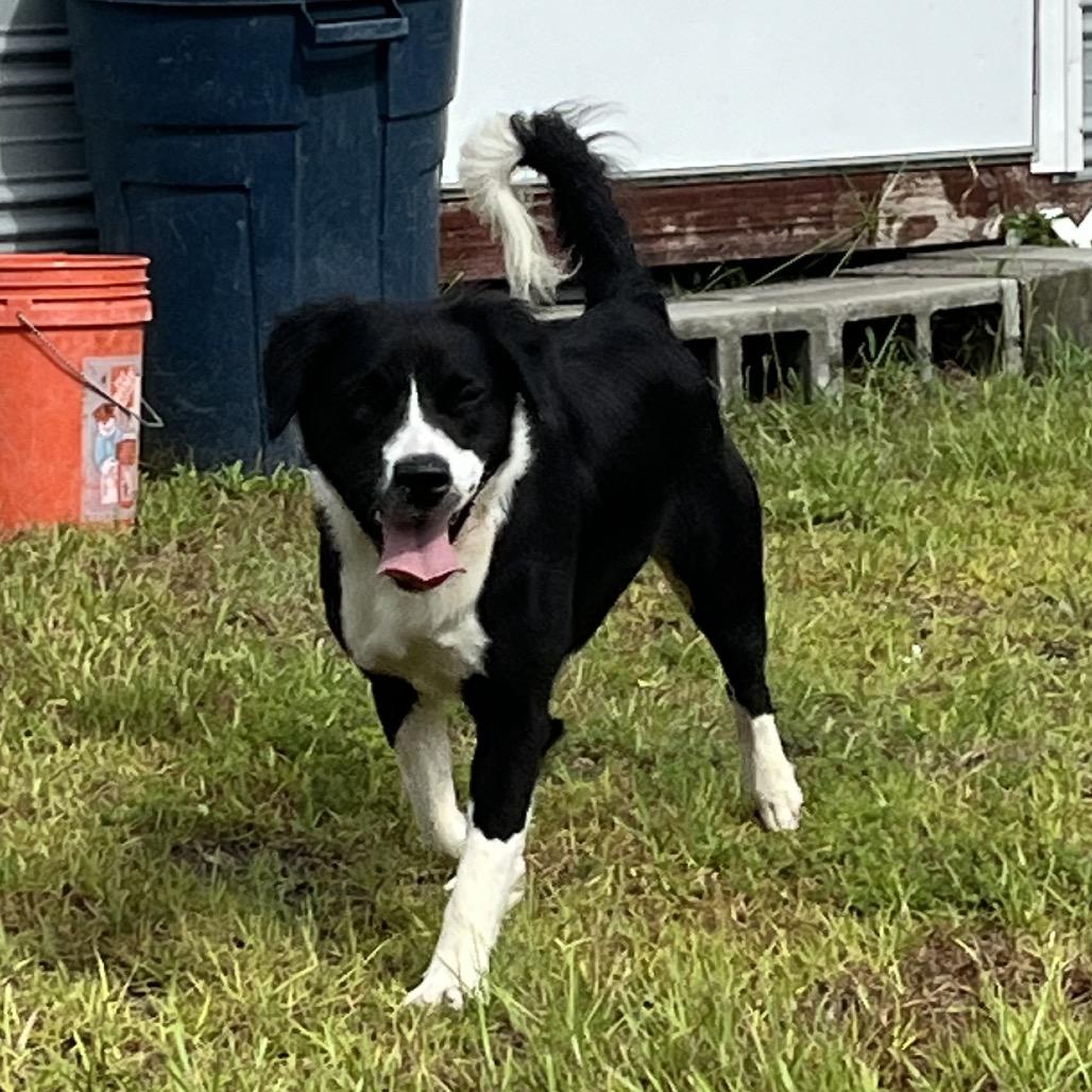 Rose, Adoptable, Young Female Border Collie & Mixed Breed.