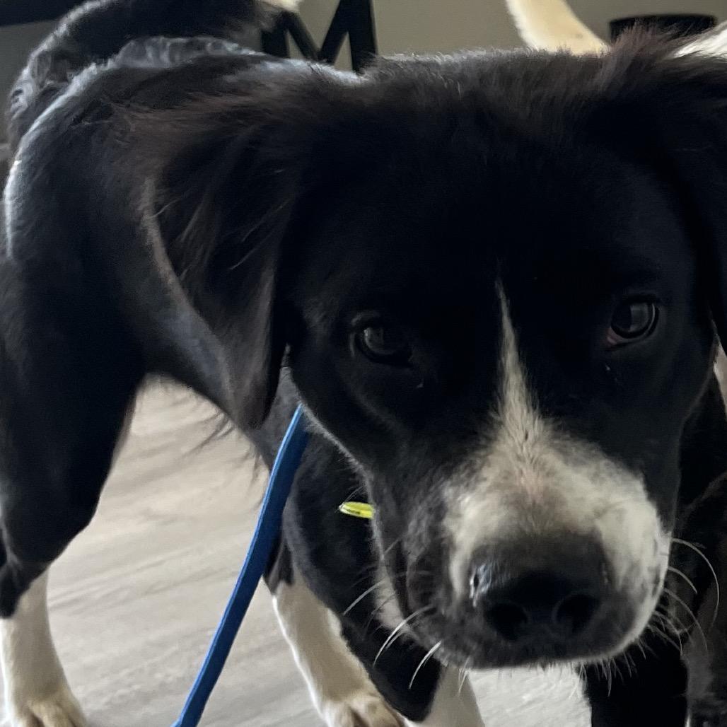 Rose, a Adoptable mixed breed in Richmond Hill, GA image 2/2
