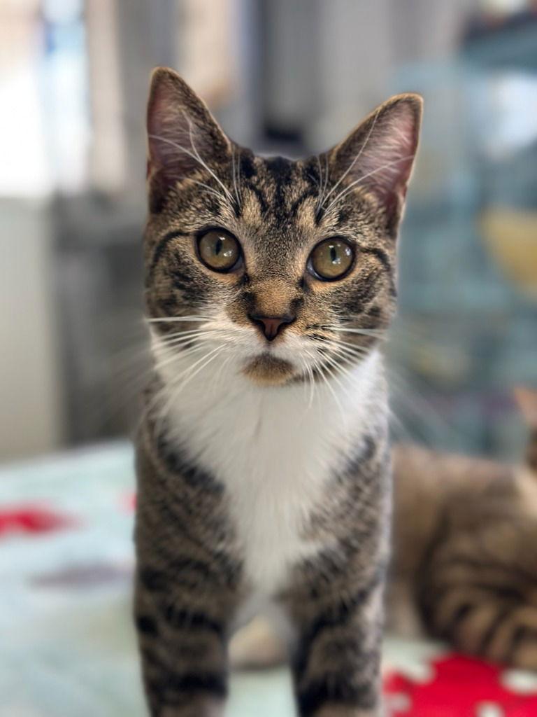 Zena, Adoptable, Young Female Tabby.