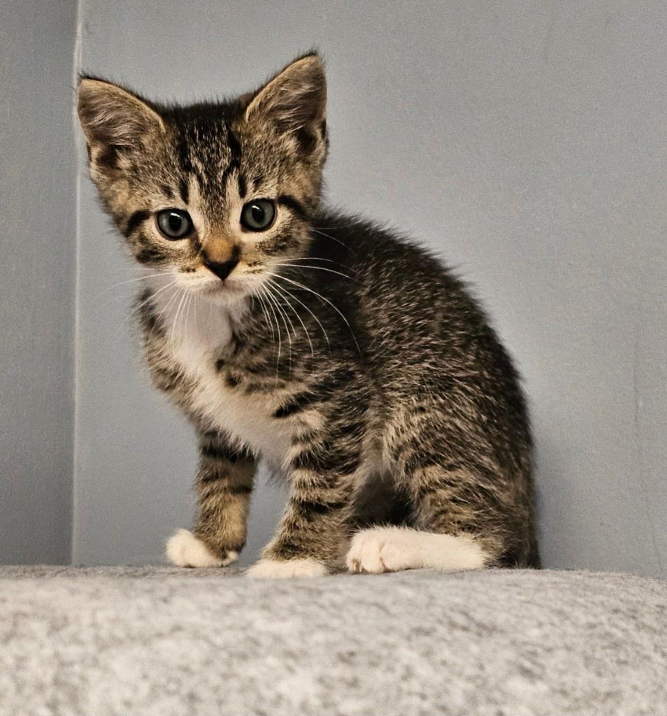 Enlarge Zena, a Adoptable Tabby in Lovingston, VA image 2/3