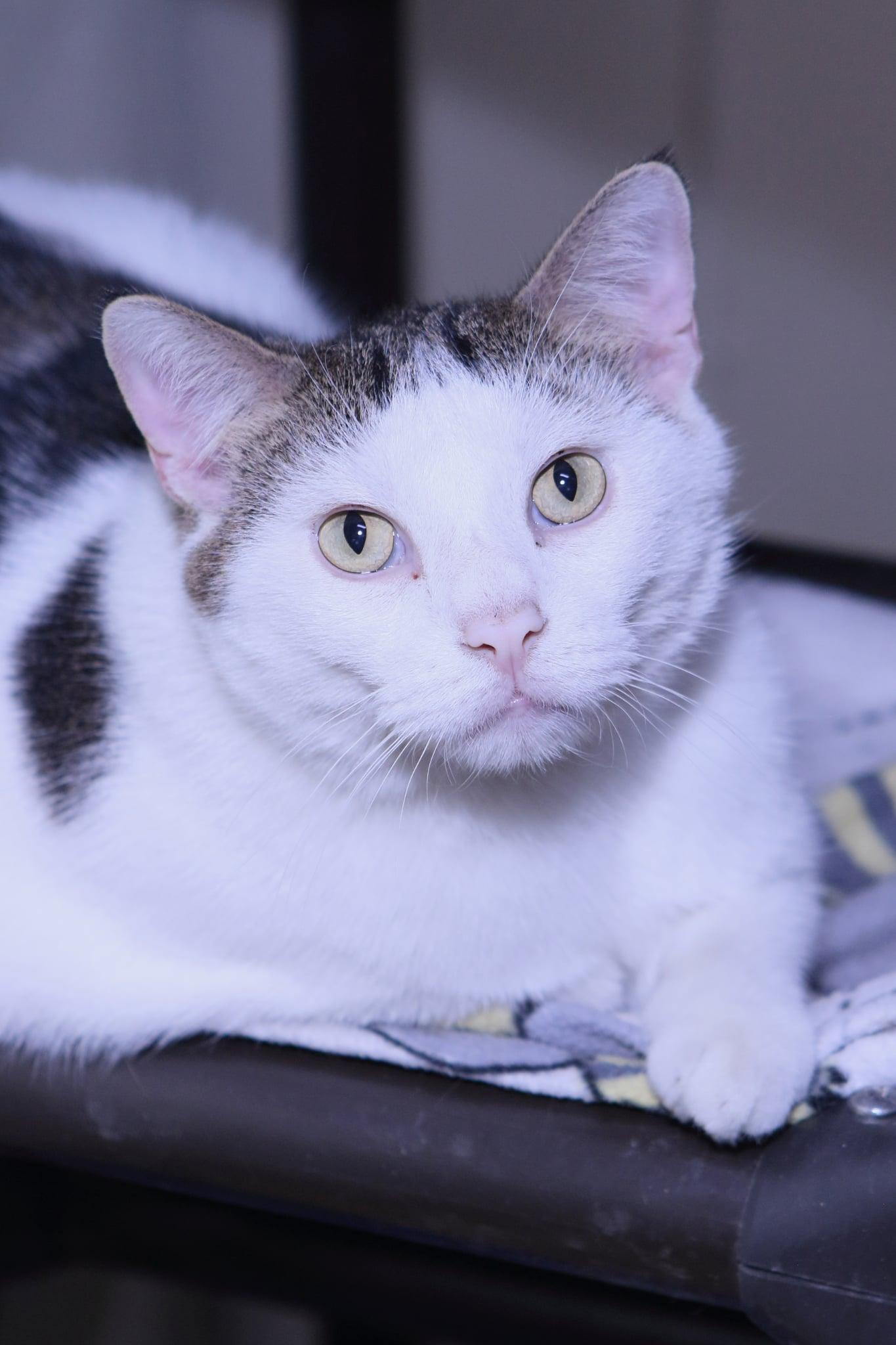 Kipper, a Adopted Domestic Short Hair in Austin, MN image 1/3
