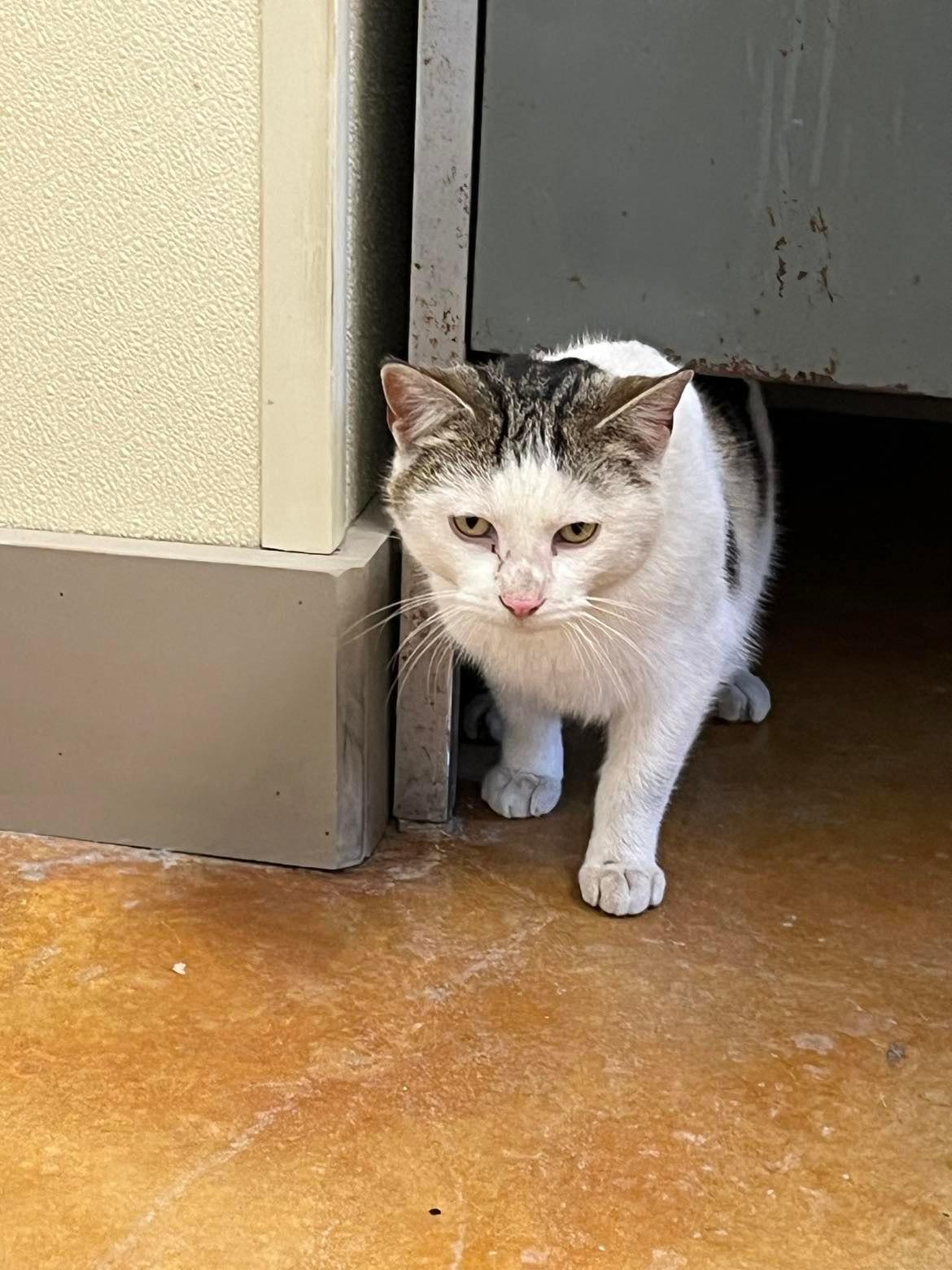 Kipper, a Adopted Domestic Short Hair in Austin, MN image 2/3