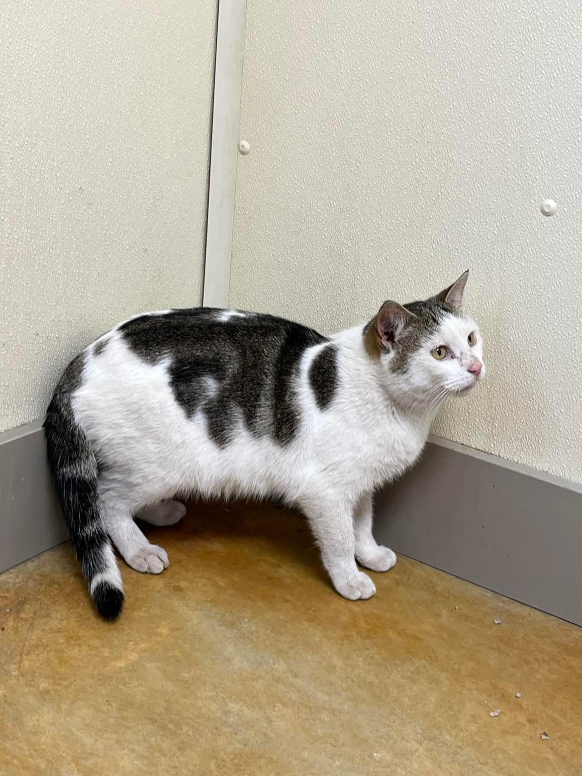 Kipper, a Adopted Domestic Short Hair in Austin, MN image 3/3