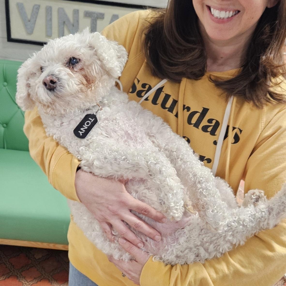 Tony, an adopted Miniature Poodle in Foster, RI image 4/5