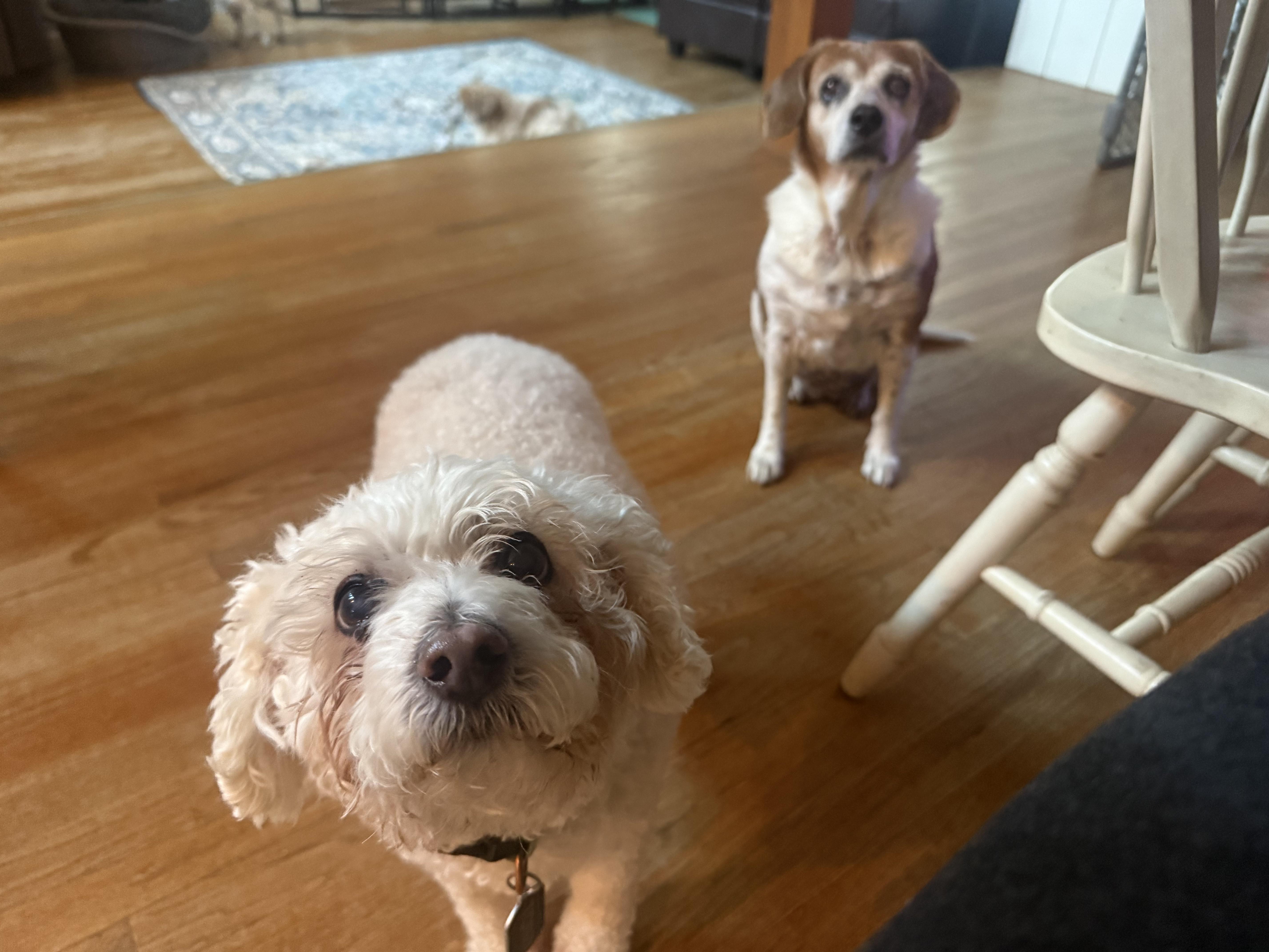 Tony, an adopted Miniature Poodle in Foster, RI image 3/5