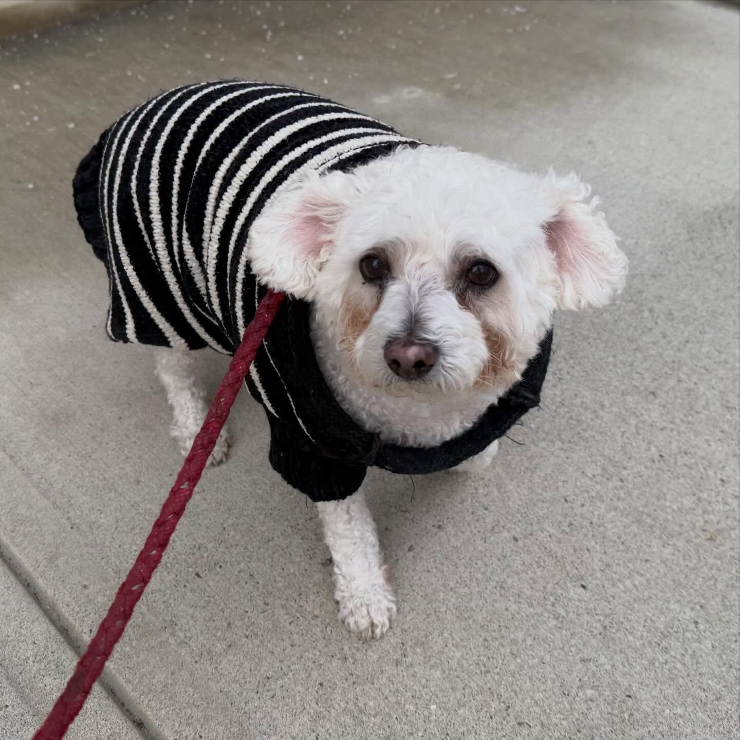 Tony, an adopted Miniature Poodle in Foster, RI image 5/5
