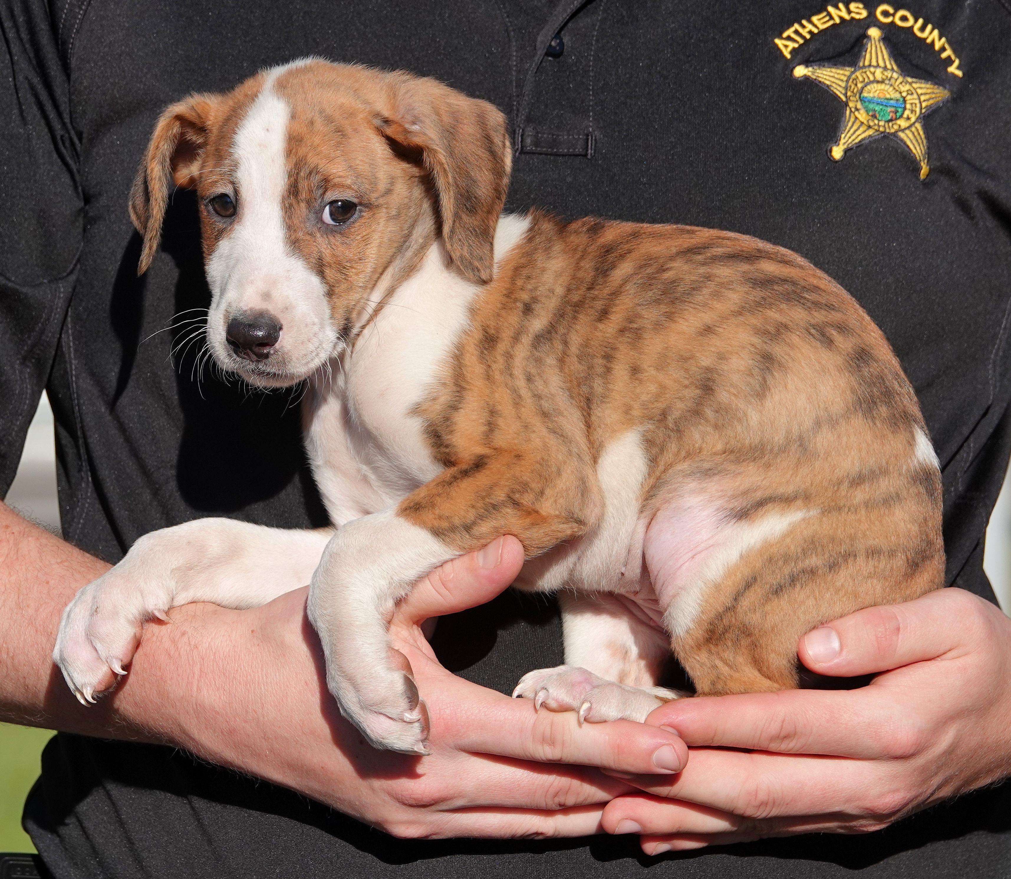 Enlarge Skittles, a Adoptable mixed breed in Millfield, OH image 3/3