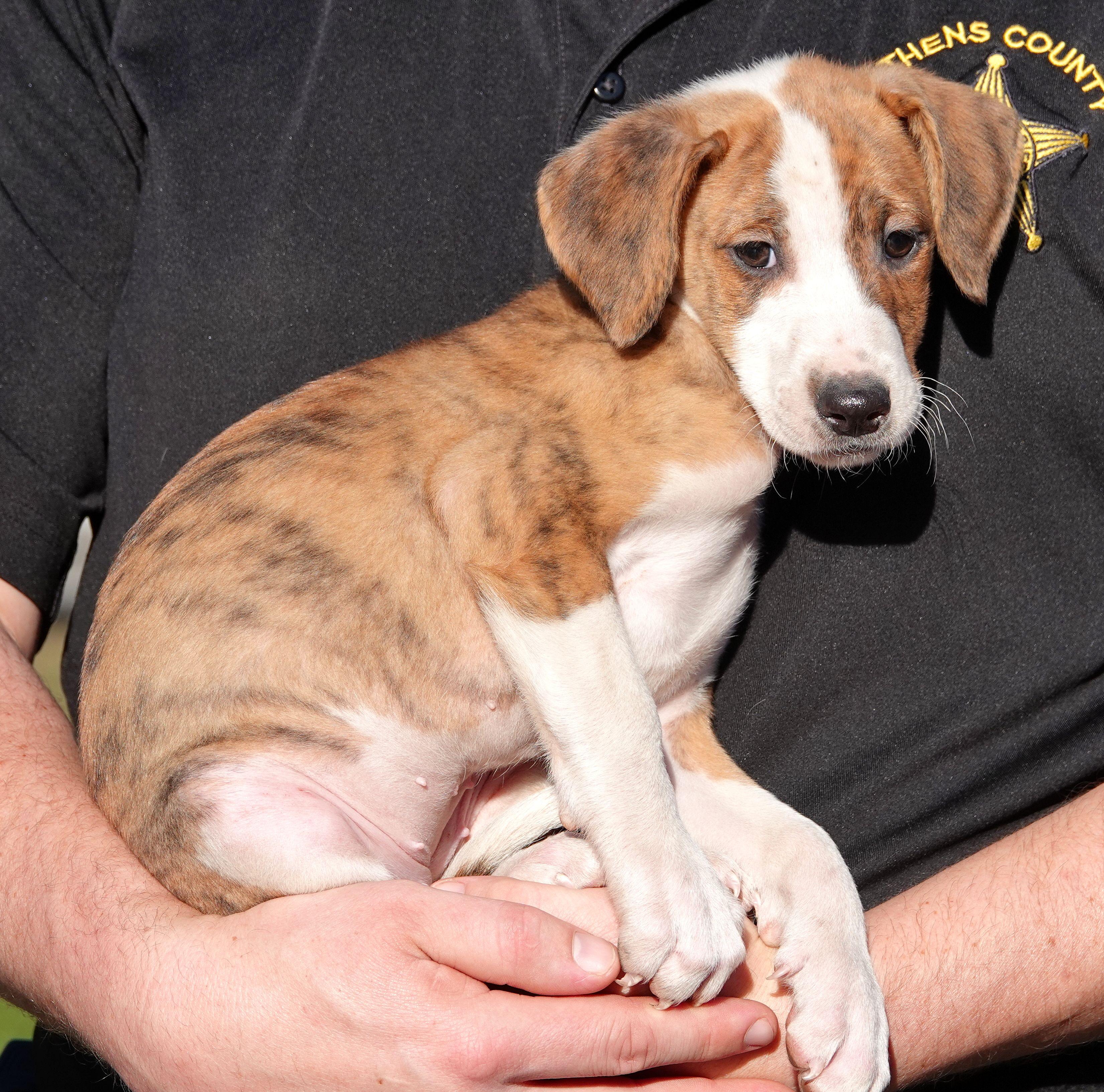 Enlarge Skittles, a Adoptable mixed breed in Millfield, OH image 2/3