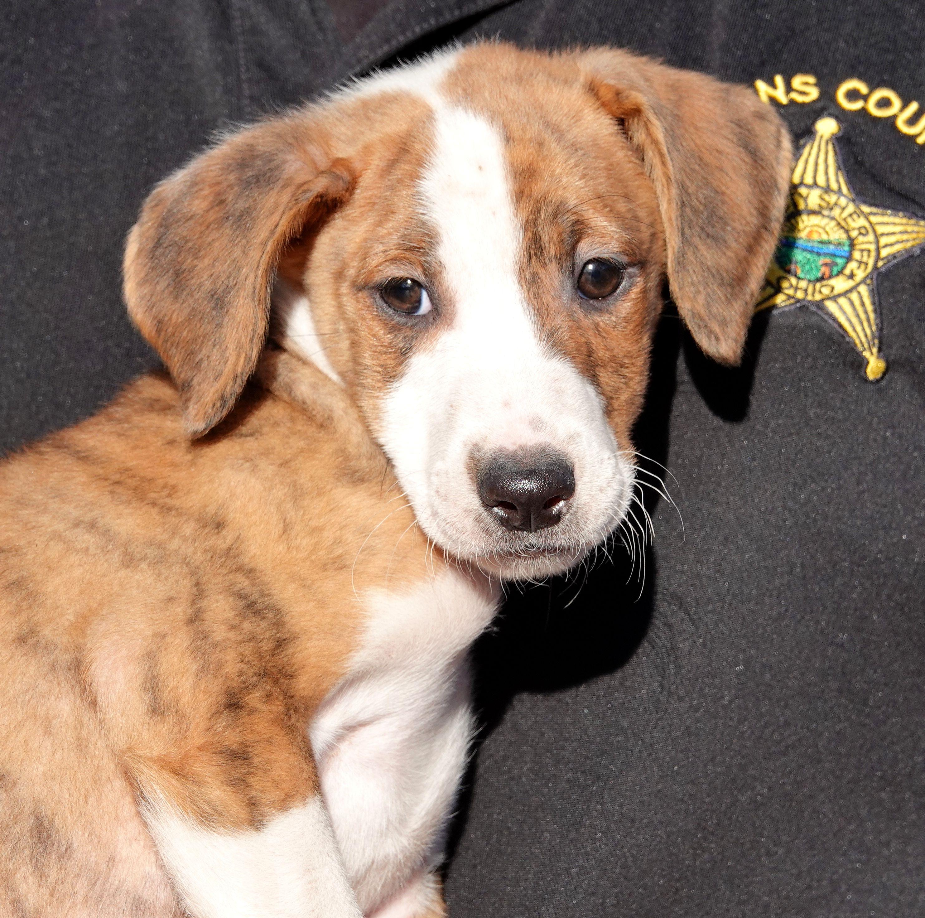 Enlarge Skittles, a Adoptable mixed breed in Millfield, OH image 1/3